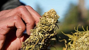 Germany restricts online cannabis sales