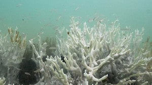 Climate tipping points are being crossed, scientists warn