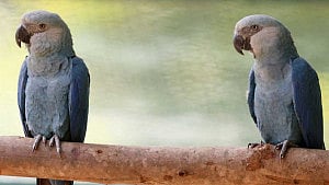 Feathers fly in dispute over Ambani zoo's pursuit of rare parrot