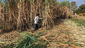 India rules out sugar export curbs, keeps edible oil duties