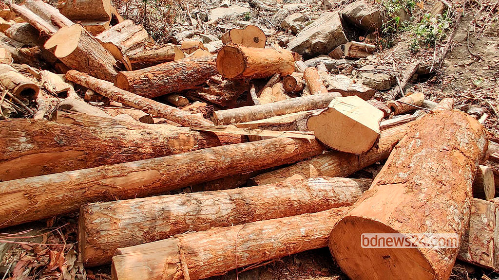 Multiple stacks of felled timber piled up at Byangjhari.