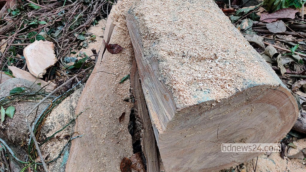Large trees from the Parabon forest cut and shaped into squared timber blocks.