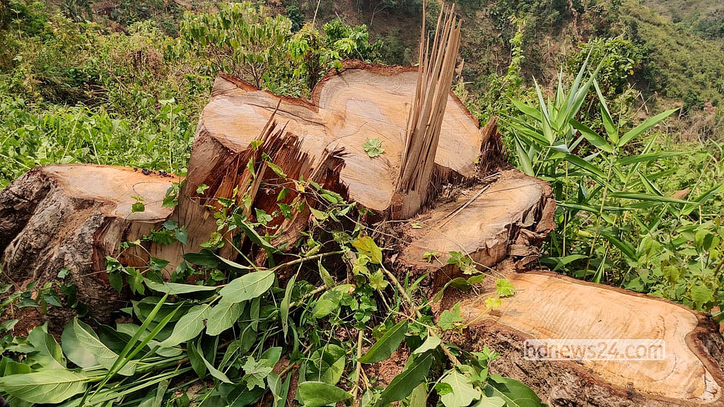 Hundreds of fresh and old tree stumps remain scattered after logging operations.