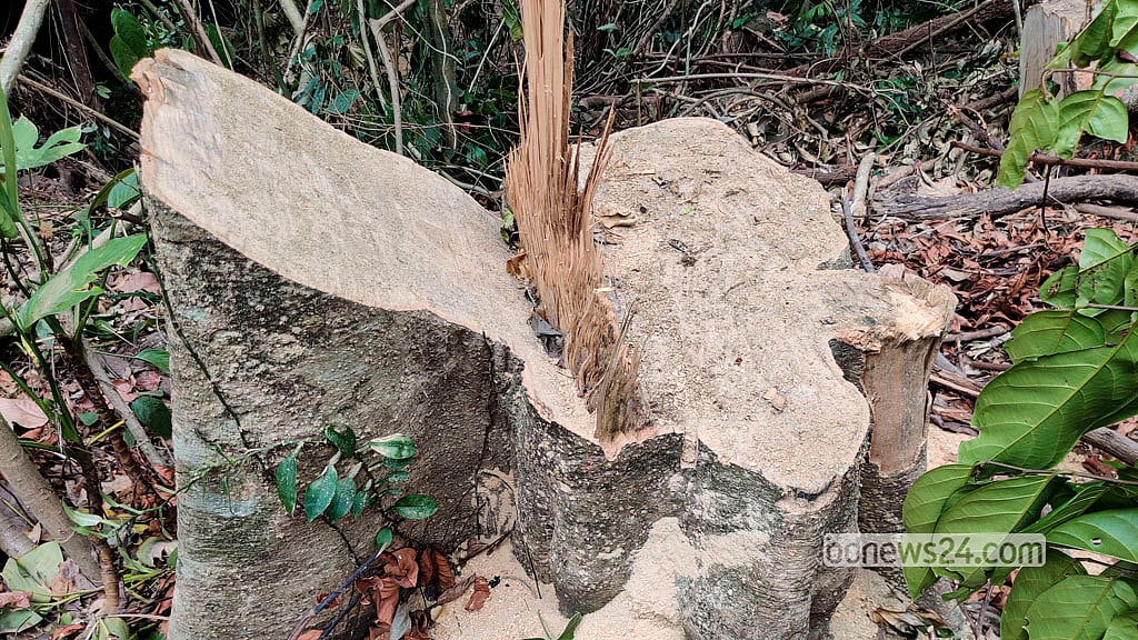Hundreds of fresh and old tree stumps left behind following tree removal.