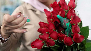 Tariffs threaten Colombian flower industry