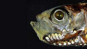 Deep-sea fish develop novel visual system