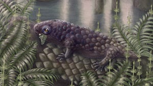 Canadian fossil reveals early plant-eating animal