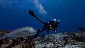 UN biodiversity treaty enters into force