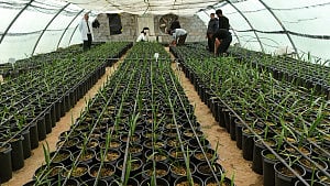 Basra turns to lab-grown date palms amid salinity, heat