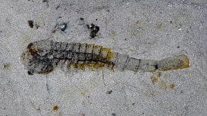 Chinese fossils show marine life thriving half a billion years ago