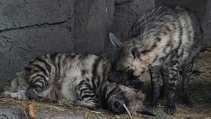 Kyiv zoo struggles to keep animals warm amid power crisis