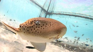 Thailand releases endangered leopard sharks in conservation push