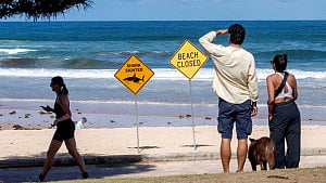 Boy dies after shark attack in Sydney Harbour