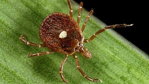 Bourbon virus found in NY tick, first case