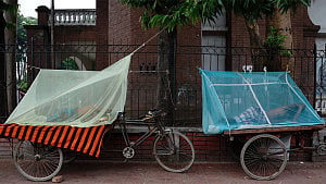 Bangladesh warns of dengue surge
