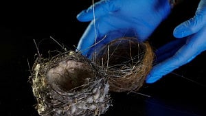 Fibre cable-nests show Ukraine war's toll