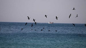 Hormuz crossings keep sliding