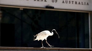 Study warns most migratory birds are in decline