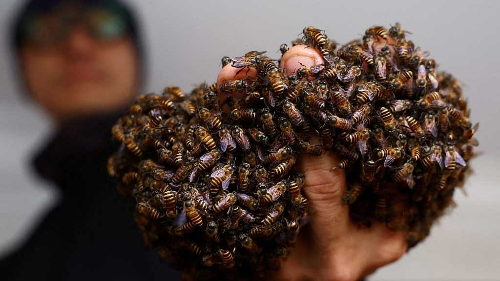 Relocating 6mn Singapore bees and counting
