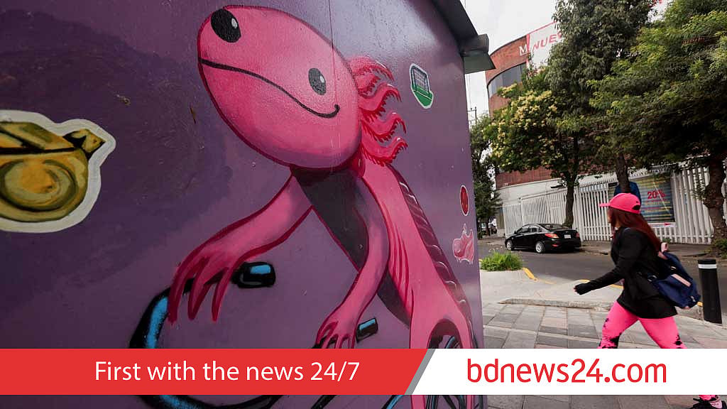 Axolotls boom in Mexico City shops, vanish from the wild