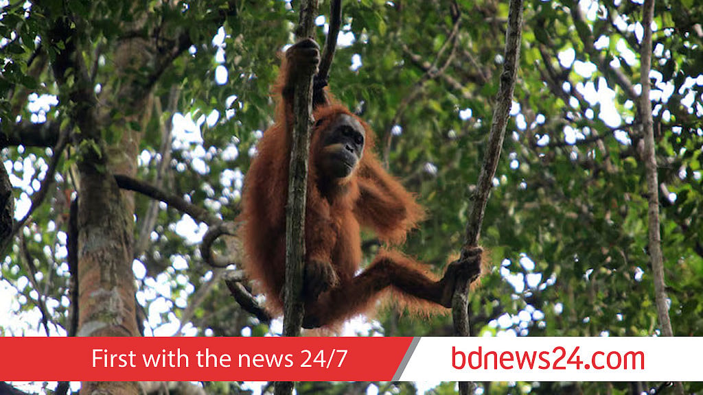 Deadly Indonesia floods wiped out 7% of rare orangutans