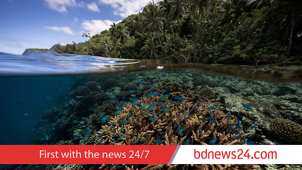 Scientists find coral reef capable of surviving climate crisis