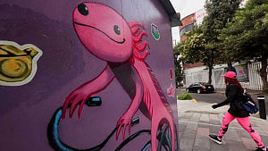 Axolotls boom in Mexico City shops, vanish from the wild