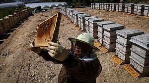 S Korean beekeeper counts cost of climate change