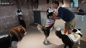 China's pet owners splurge on preschools to pamper puppies