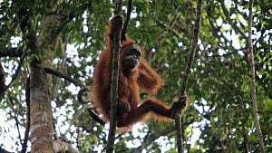 Deadly Indonesia floods wiped out 7% of rare orangutans