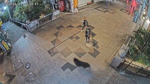 Japan city suspends 94 schools after bear sighting