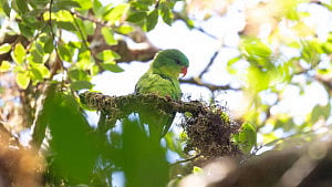 'Once-in-a-century' parrot reappears in Indonesia