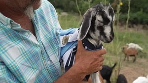 Kansas City’s lawn-mowing goat named after Messi