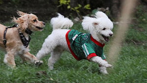 Mexico WC jerseys fit all sizes - and pets