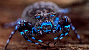 Scientists find new species of dragonfly, grasshopper, fluorescent spider