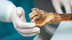 Scientists reveal Ötzi the Iceman's microbial world