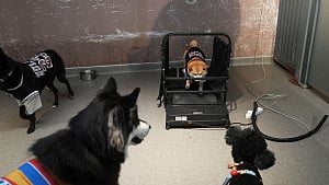 Chinese pet owners send puppies to preschools