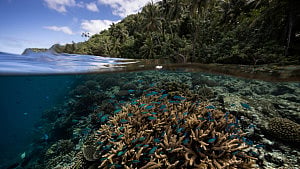 Scientists find coral reef capable of surviving climate crisis
