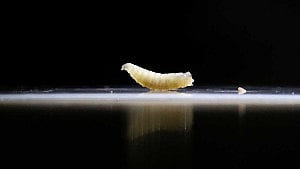 Flesh-eating screwworm confirmed in Texas: USDA