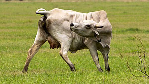 Second Texas screwworm case confirmed