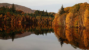 UK plans new rules to tackle deforestation