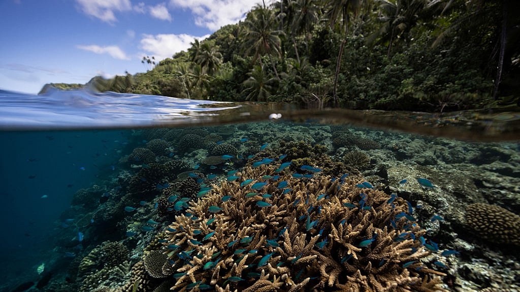 Scientists find coral reef capable of surviving climate crisis