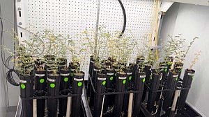 Scientists grow chickpeas in 'moon dirt'