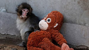 Punch the snow monkey captures hearts while kin face culls