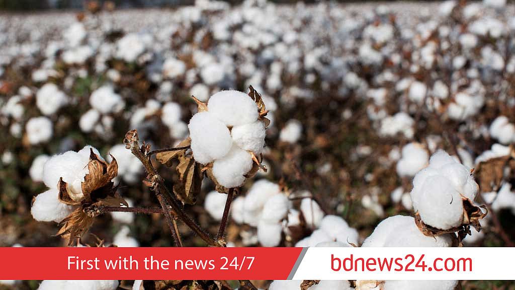 Scientists unravel cotton domestication history
