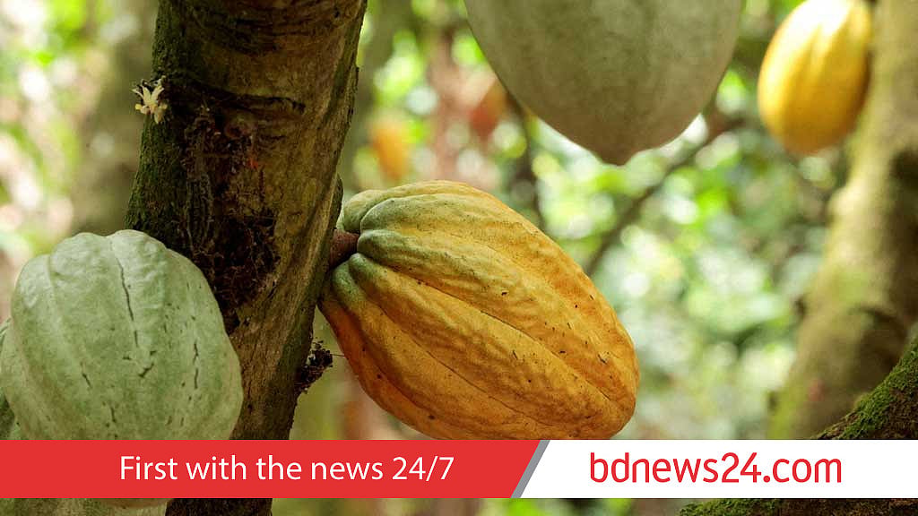 Ivory Coast cocoa traceability rates fail to improve