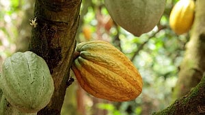 Ivory Coast cocoa traceability rates fail to improve