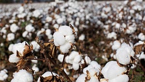 Scientists unravel cotton domestication history