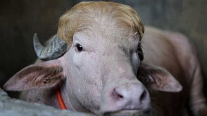 ‘Donald Trump’ buffalo becomes Eid sensation
