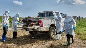 906 'Ebola' cases, 223 deaths: WHO